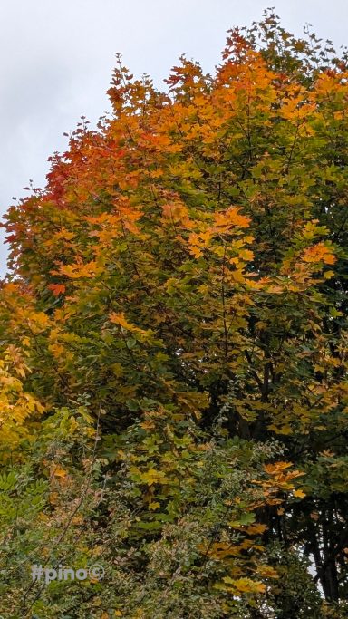 Bunte Herbstblätter in Rot- und Orangetönen an einem Baum.