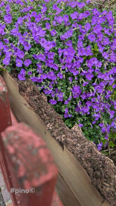 Violette Blumen in einem Gartenbeet neben einem roten Holzzaun.