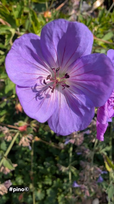 Lila Blüte mit fünf Blütenblättern auf grünem Hintergrund.