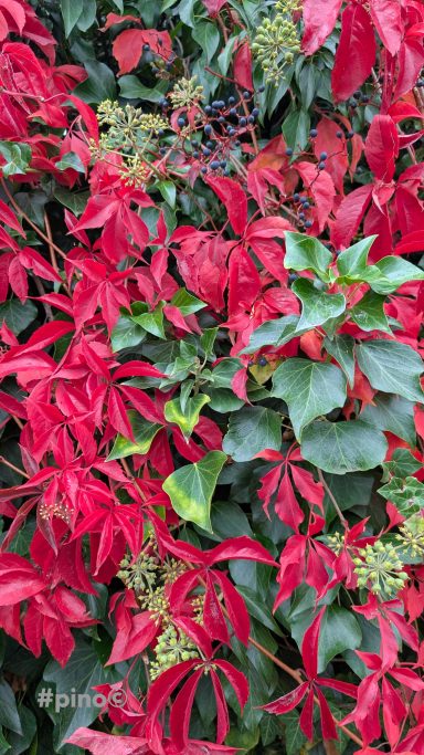 Bunte Blätter in Rot und Grün, gemischt mit grünen Beeren.