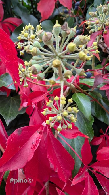 Rote Blätter mit gelben Blütenstielen und Knospen in der Mitte.