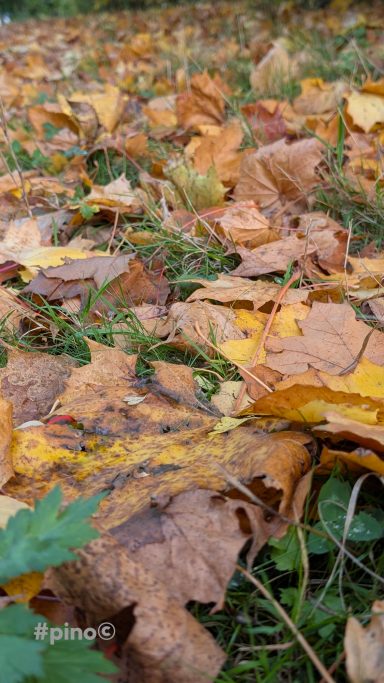 Buntes Laub auf dem Boden, hauptsächlich in Gelb- und Brauntönen, zwischen grünem Gras.