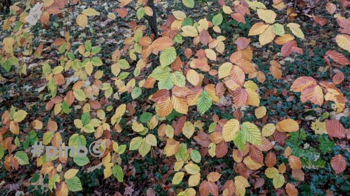 Buntes Laub mit grünen, gelben und orangen Blättern auf dem Boden.