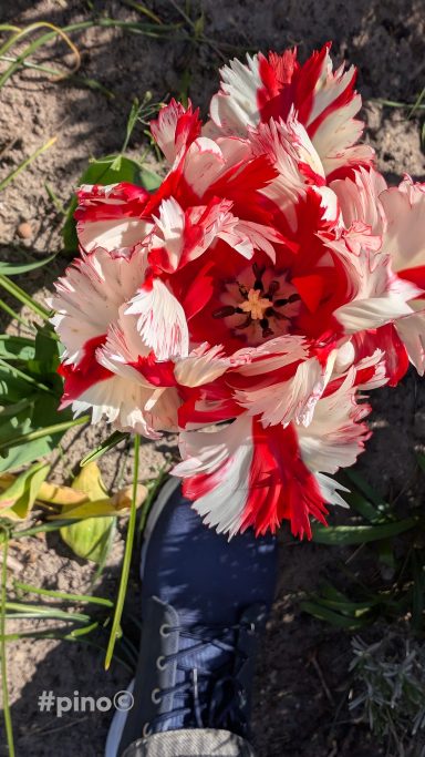 Eine große rote und weiße Blume vor einem Schuh auf dem Boden.