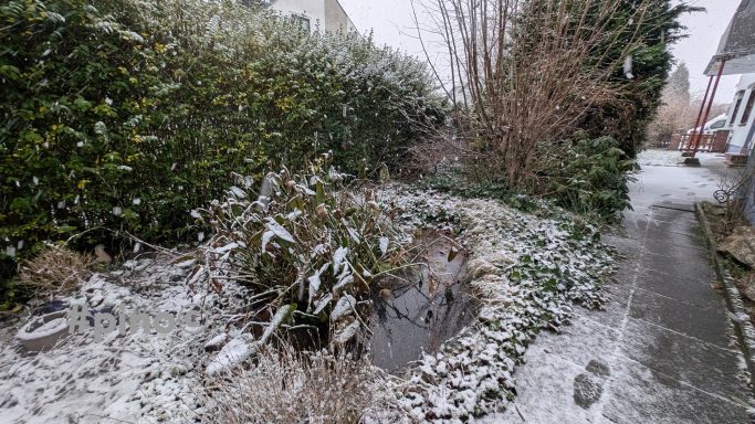 Schneebedeckter Garten mit Pflanzen, Teich und Gehweg im Winter.