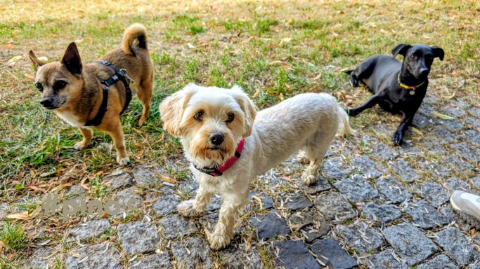 Mila, LouLou und der Pino