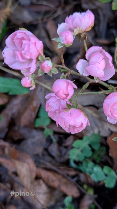 Rosa Knospen einer Begonie, umgeben von braunen Blättern und grünem Boden.
