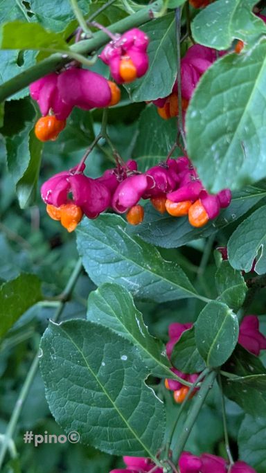 Rosa und orange Beeren an grünen Blättern einer Pflanze.