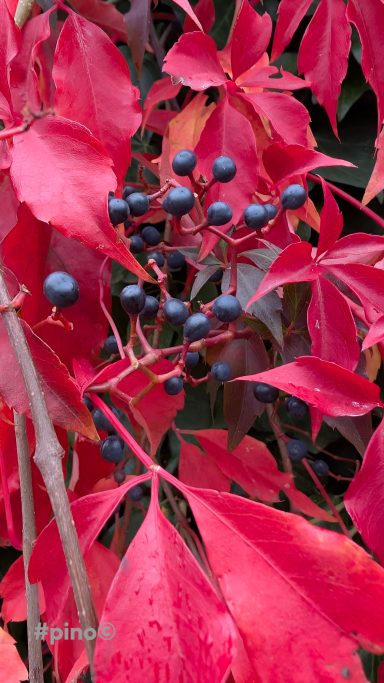 Roten Blätter mit schwarzen Beeren, eingebettet in grüne Pflanzen.