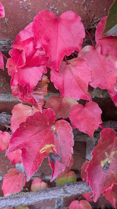 Rosa gefärbte Blätter, teilweise verwelkt, vor einer grauen Wand.