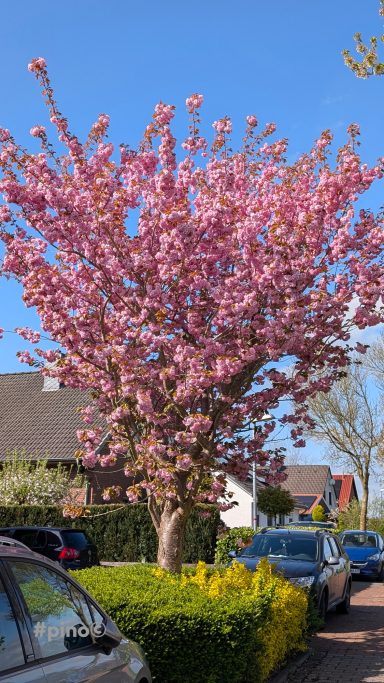 Großer Kirschbaum mit rosa Blüten vor einem Wohngebiet an einem sonnigen Tag.