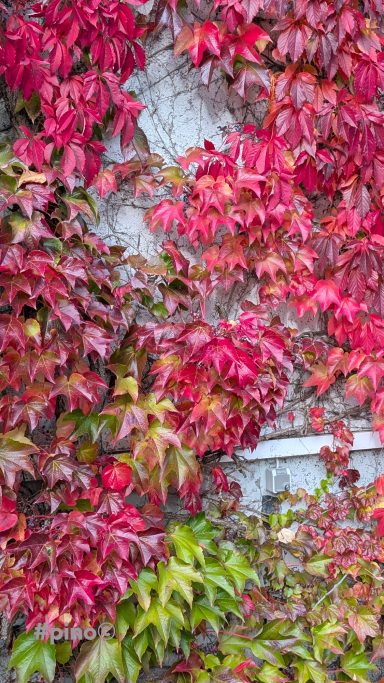 Bunte, herbstliche Kletterpflanzen mit roten und grünen Blättern an einer Wand.