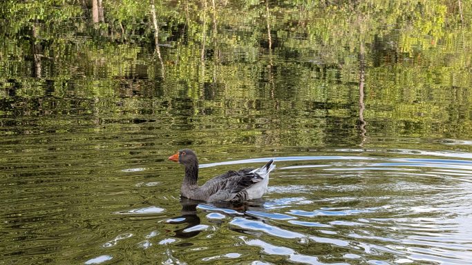 Schwarze Blässhuhn schwimmt auf ruhigem Wasser, umgeben von grüner Vegetation.