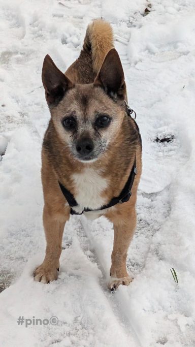 Brauner Hund mit kurzem Fell steht auf Schnee, schaut direkt in die Kamera.