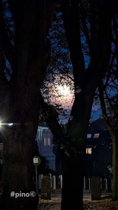 Ein heller Vollmond erscheint zwischen den Ästen von Bäumen in einer dunklen Umgebung.