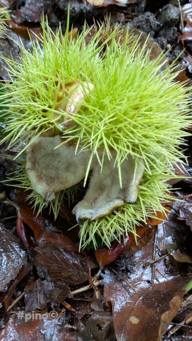 Moosige, grüne Struktur mit kastanienähnlichem Aussehen auf einem Erdboden.