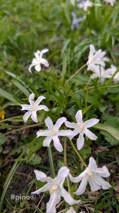 Weiße Blumen mit fünf Blütenblättern, umgeben von grünem Gras und einigen blauen Blüten.