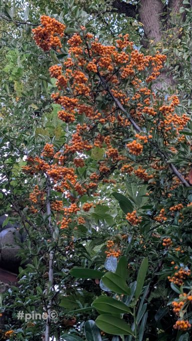 Blühender Baum mit leuchtend orangefarbenen Blüten vor grünen Blättern.
