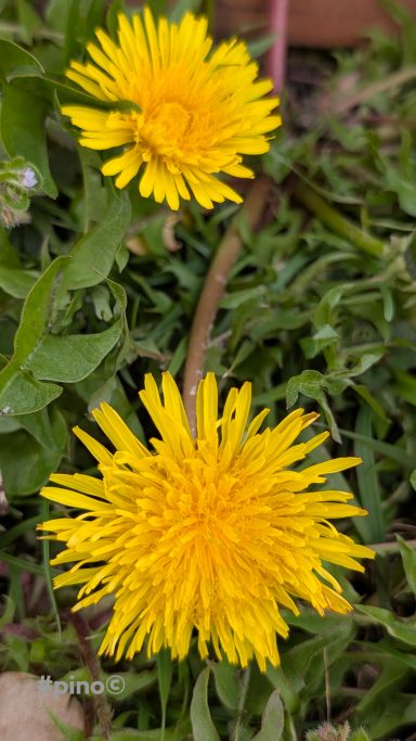 Zwei gelbe Löwenzahnblüten auf grünem Gras.