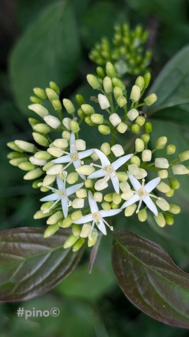 Weiße Blüten und grüne Knospen auf einem Hintergrund aus Blättern.
