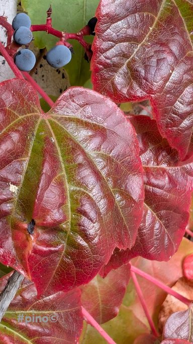 Rote Blätter mit grünen und blauen Beeren im Hintergrund.