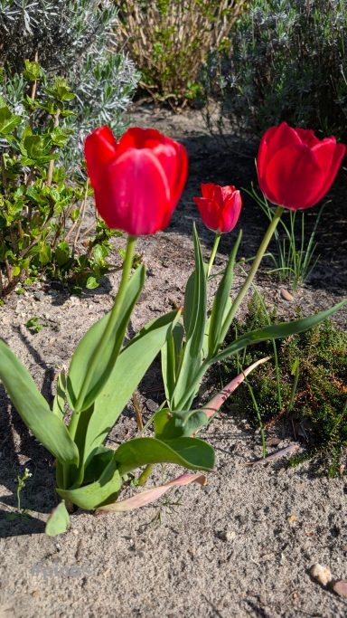 Drei rote Tulpen mit grünen Blättern, umgeben von Erde und zartem Pflanzenbewuchs.