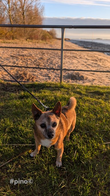 Brauner Hund auf grünem Gras vor einem Zaun und einem sandigen Strand.