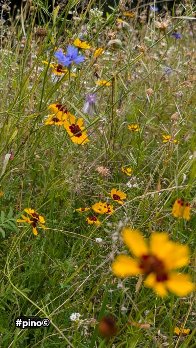 Bunte Wildblumen in einer grünen Wiese, darunter gelbe und violette Blüten.