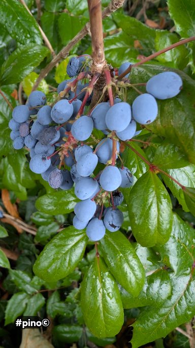Dunkelblaue Beeren wachsen an einem Ast, umgeben von glänzendem, grünem Laub.