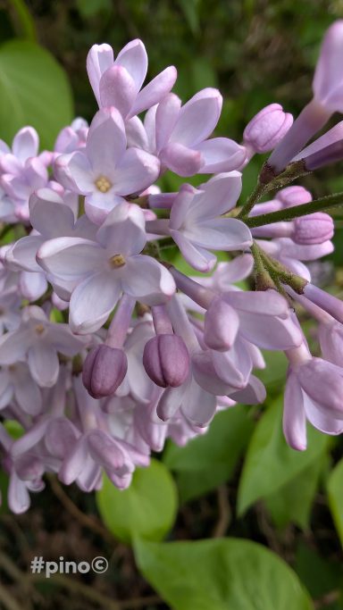 Helllilafarbene Blüten mit lila Knospen, umgeben von grünen Blättern.