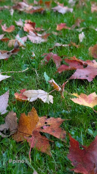 Bunte Herbstblätter liegen verstreut auf grünem Gras.