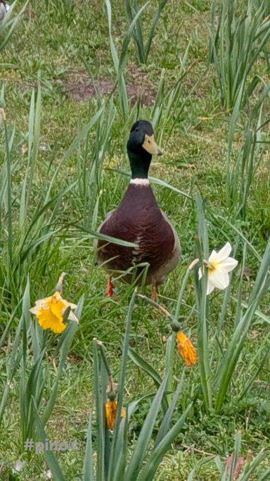 Ente steht zwischen grünen Pflanzen und gelben und weißen Blumen.