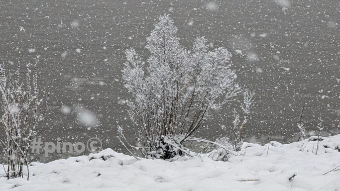 Ein schneebedeckter Baum am Ufer eines Sees während eines Schneesturms.