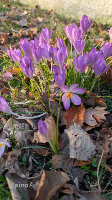 Violette Krokusse wachsen zwischen trockenen Blättern auf dem Boden.