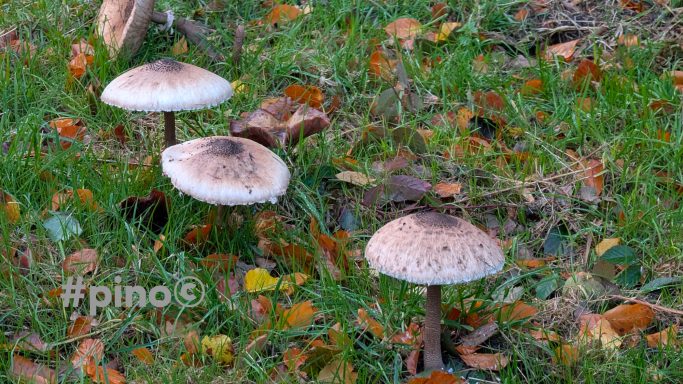 Drei Pilze mit hellen, braun gepunkteten Hüten wachsen im grünen Gras.