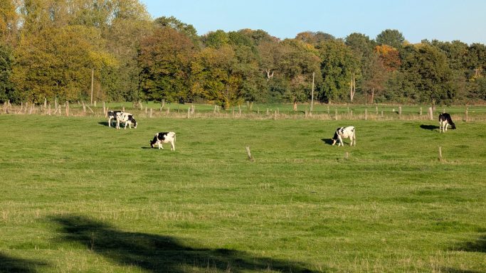 Schwarze und weiße Kühe grasen auf einer grünen Wiese im Sonnenschein.