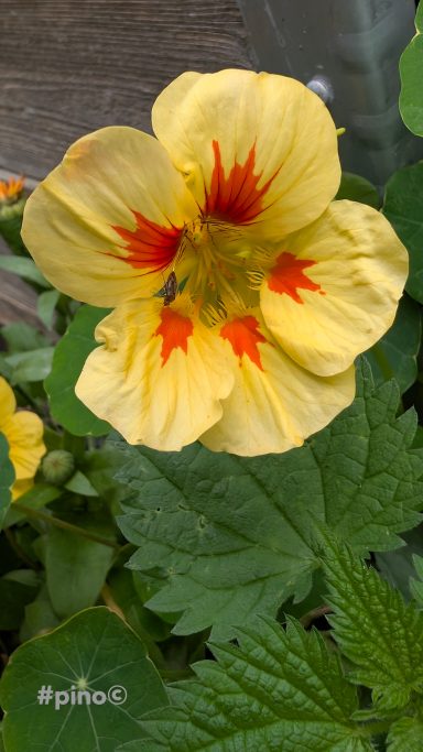 Gelbe Blume mit roten und orangefarbenen Akzenten, umgeben von grünem Blattwerk.