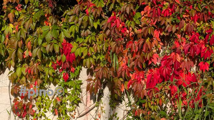 Bunte Kletterpflanzen mit roten und grünen Blättern, die eine Wand bedecken.