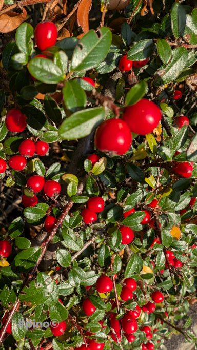Rote Beeren an einem dichten grünen Strauch.