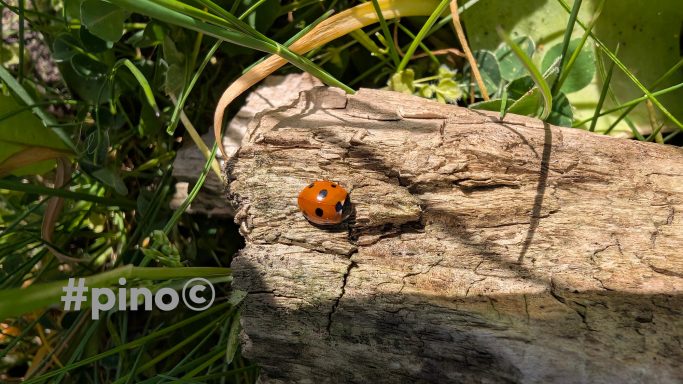 Marienkäfer sitzt auf einem Baumstamm, umgeben von grünem Gras.