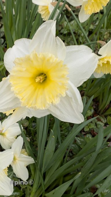 Weißer Narzisse mit gelbem Zentrum, umgeben von grünen Blättern.