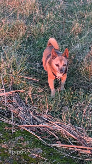 Ein brauner Hund läuft durch hohes Gras.