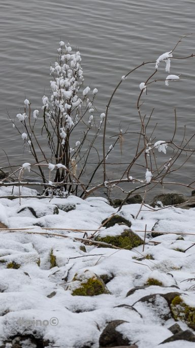 Ein Schneebedeckter Strauch am Ufer eines Gewässers.