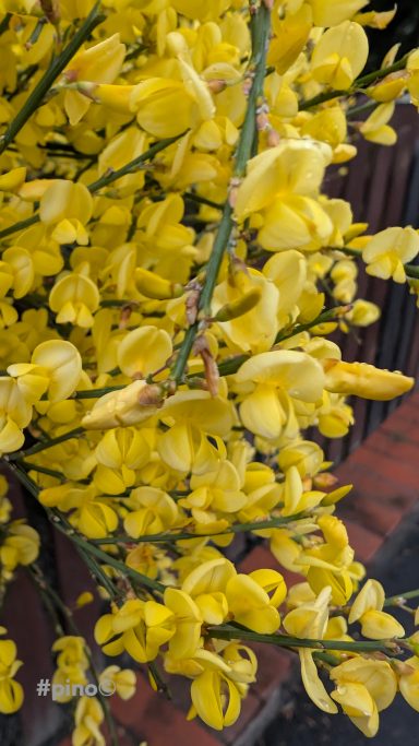 Leuchtend gelbe Blüten an einem Strauch, dicht angeordnet und lebendig.
